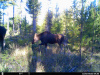 Trail camera Pictures